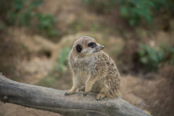 istock young meerkat standing on tree branch 1339450438