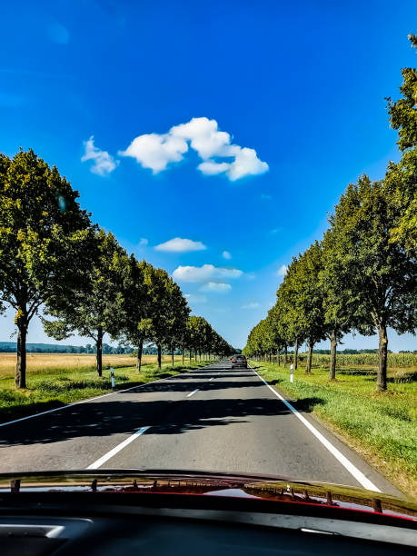 Driving on a country road through an avenue
