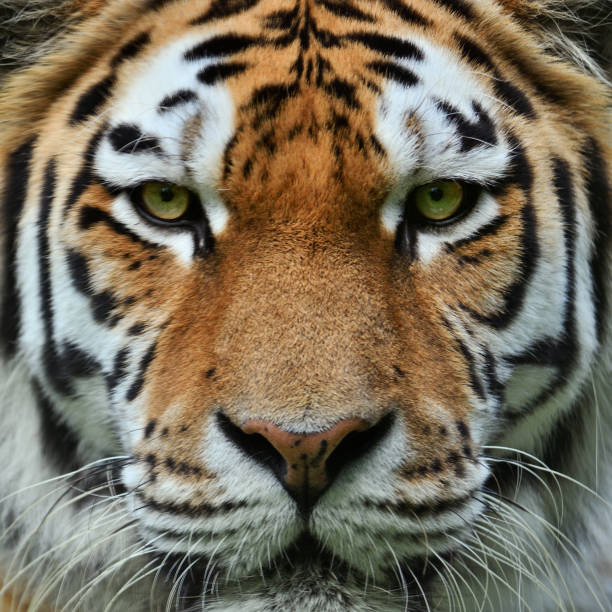 tiger close-up of a tiger tiger safari animals close up front view stock pictures, royalty-free photos & images