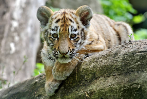 tiger cub close-up of a young siberian tiger tiger safari animals close up front view stock pictures, royalty-free photos & images