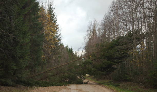 istock A broken trees fell over a road after storm 1339453217