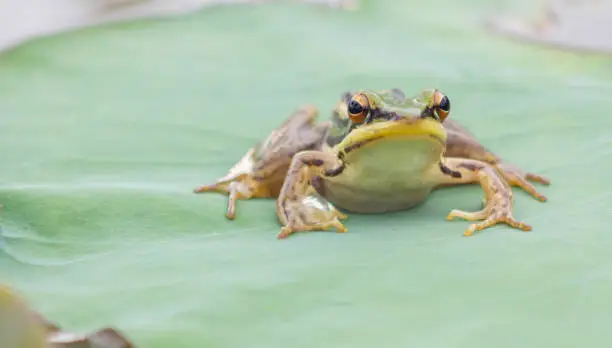 Green frog perched on a lotus leaf.