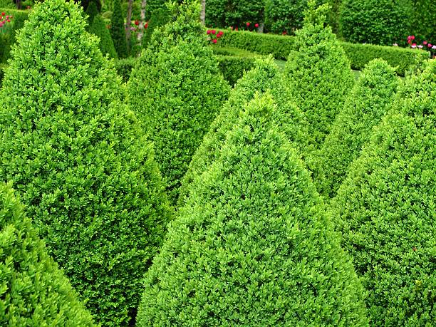 Gardendesign with buxus