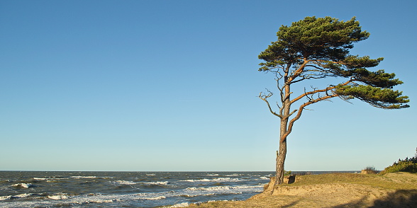 Pine in beach, sunny day, Staldzene, Latvia