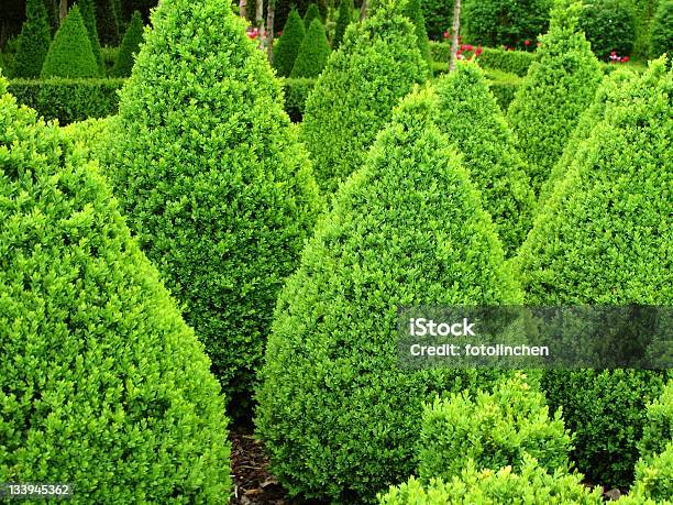 Buxus Bälle Für Den Verkauf Stockfoto und mehr Bilder von Baum - Baum, Beschnittene Hecke, Bildhintergrund