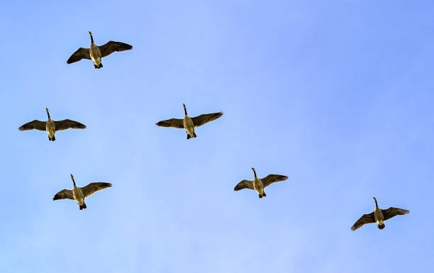 istock Canada geese fly across the cloudy sky 1339453708