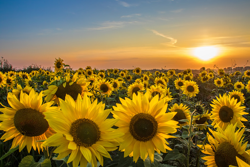 Field of sunflowers. Summer sunset landscape with golden yellow flowers in full bloom. Orange and blue sky background with beautiful blooming sunflower crop.