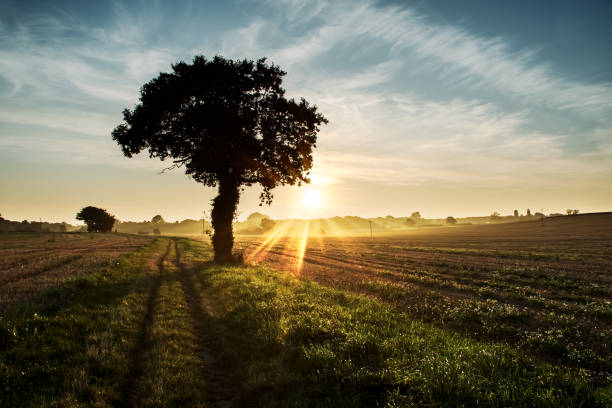Moody sunset across rural agricultural landscape with silhouetted tree. Beautiful fairytale scene of farmland in Norfolk UK. Stunning dark atmospheric picture book view of country path at dusk or dawn