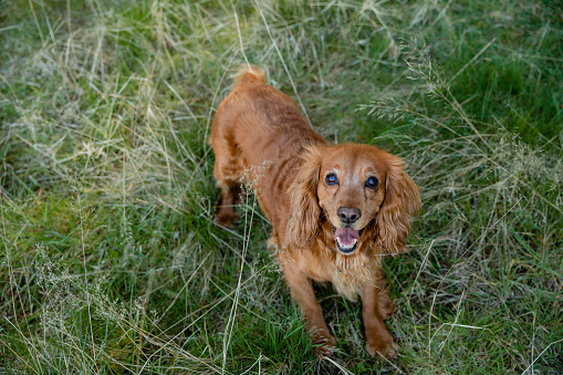 A red cocker spaniel standing in a grass area in a public park. He is looking at the camera with an open mouth.