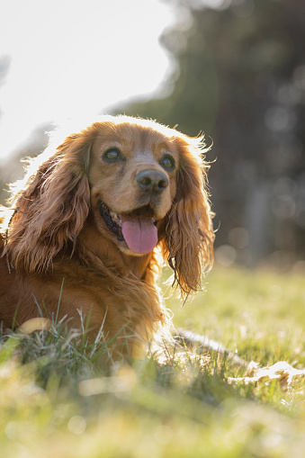 A red cocker spaniel lying down on a grass area in a public park. He is looking away from the camera while sticking his tongue out.