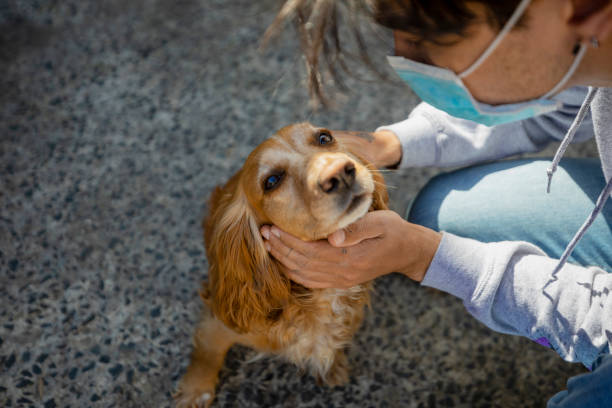 istock My Favourite Dog 1339455673