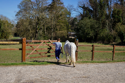 A mid adult woman walking her horse on the safety harness into a field near her home, she is opening the wooden gate to the field while they enter. She is about to ride the horse round the field.