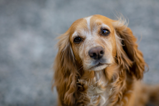 Close-up of a red cocker spaniel looking at the camera.