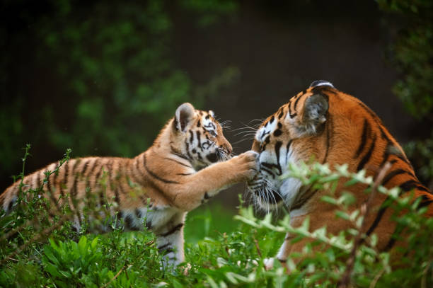 petit tigre jouant avec sa mère - grand félin photos et images de collection