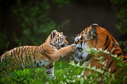 close-up of a  young siberian tiger playing with its mother