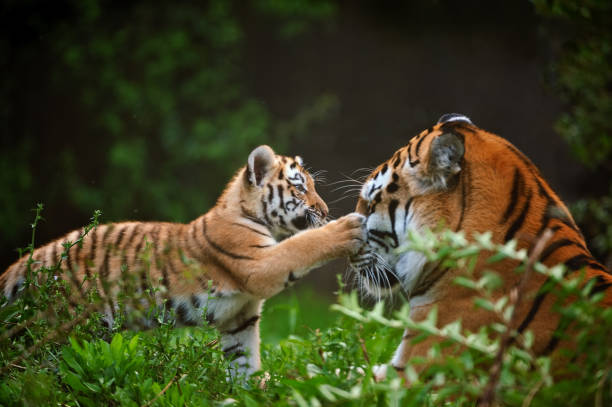 tiger cub playing with mother close-up of a  young siberian tiger playing with its mother big cat stock pictures, royalty-free photos & images