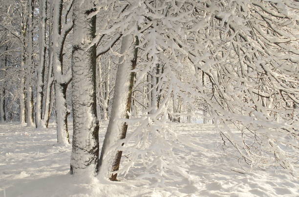 istock White snow covered trees in sunny winter day 1339456226