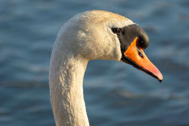 istock Mute swan, close-up on the head and beak 1339456250