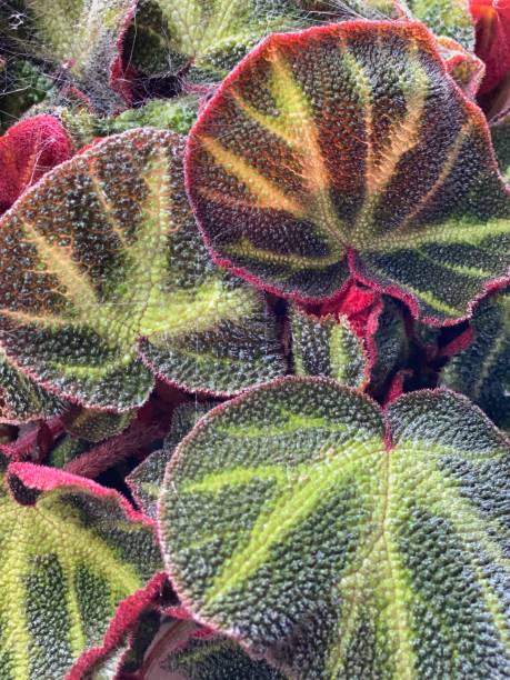 istock colorful and hairy cactus plant leaves 1339457021