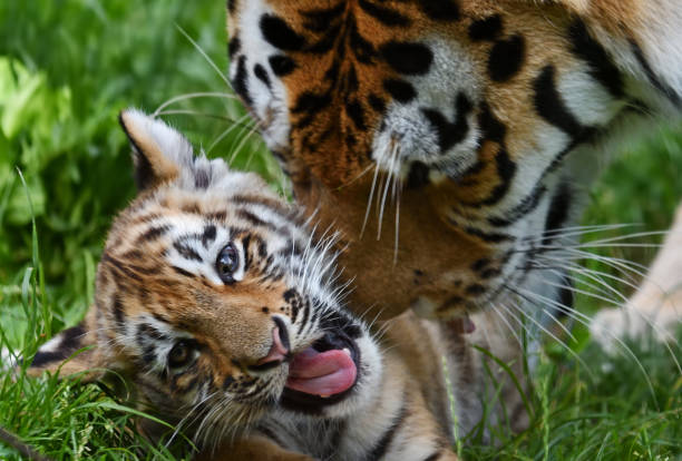 istock tiger cub with mother 1339457102