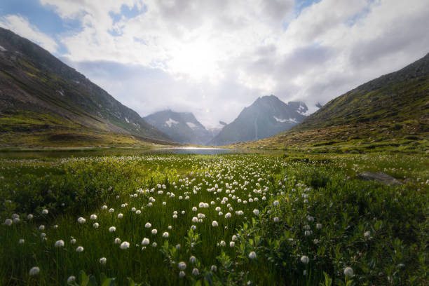 The sun is shining through the clouds, lighting up the cotton-like flowers in the Swiss Alps.