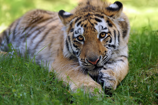 close-up of a young siberian tiger