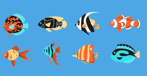 ilustrações, clipart, desenhos animados e ícones de peixes tropicais coleções de elementos simples. conjunto isolado da vida selvagem oceânica. - tropical fish clown fish isolated animal