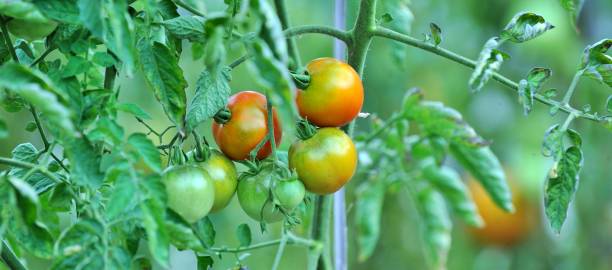 istock tomatoes ripening in an organic vegetable garden 1339458473