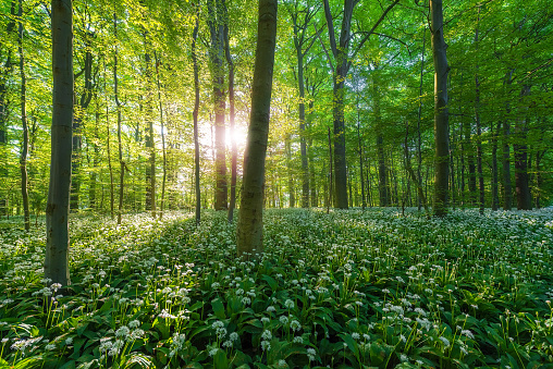 A beech tree forest, Jutland, Aarhus, Denmark comes to life with wild ramson flowers.