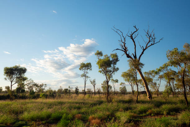 Eucalyptus Trees Of The Australian Outback