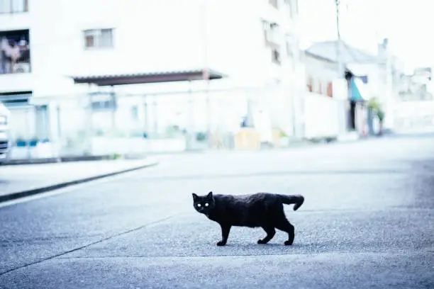 Photo of Black cat crossing the road