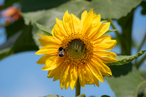 A bumblebee sitting on a sunflower head with a spectacular display of yellow petals.