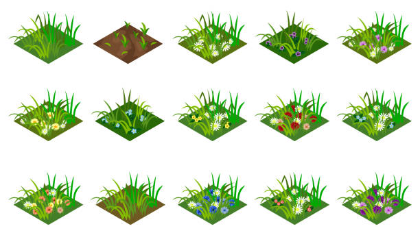 illustrazioni stock, clip art, cartoni animati e icone di tendenza di set isometrico di erba e fiori. piastrelle isolate per creare un paesaggio agricolo o da giardino. per cartoni animati o risorse di gioco. illustrazione vettoriale - flower bed gardening flower field