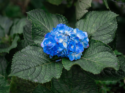 Selective focus on beautiful bush of blooming blue, purple Hydrangea or Hortensia flowers (Hydrangea macrophylla) and green leaves Natural background.