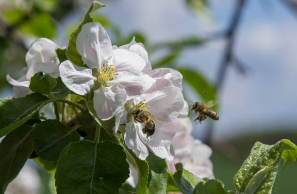istock apple tree blooms in the garden. bees collect nectar and pollen 1339462164