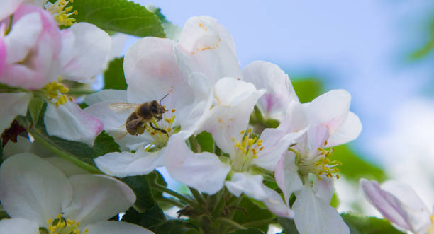 istock apple tree blooms in the garden. bees collect nectar and pollen 1339462168