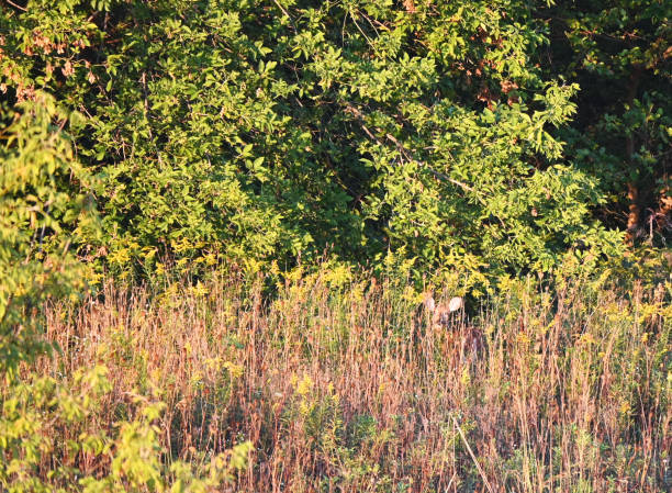 Golden Hour Deer Young white-tailed deer hiding in the tall grass. deer hide stock pictures, royalty-free photos & images