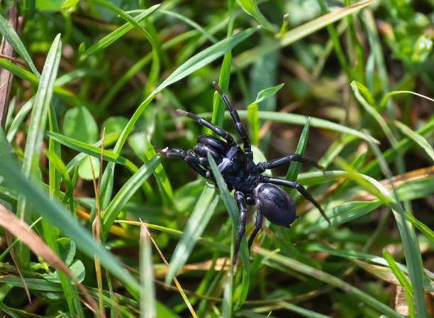 istock Black spider in the grass on the meadow on a summer sunny day 1339464552