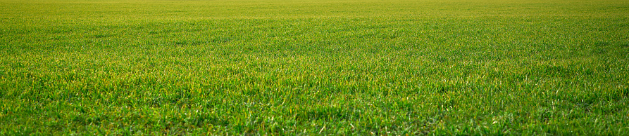 cereal fields green sprouts as meadows in Spain