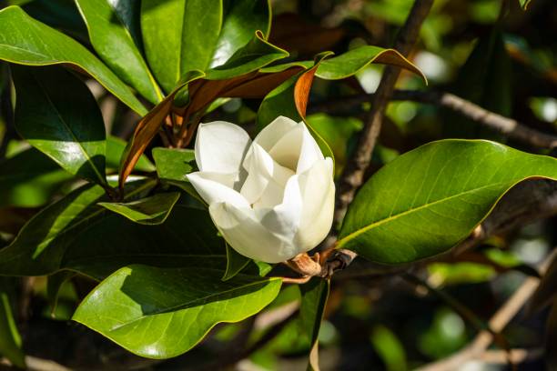 weiße große blüte am zweig der immergrünen südlichen magnolie (magnolia grandiflora) mit grünen blättern auf verschwommenem hintergrund. selektiver fokus. nahaufnahme. stadtpark "krasnodar". sommer 2021. - evergreen magnolia stock-fotos und bilder