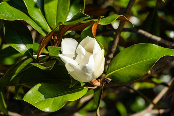 flor grande branca em ramo da sempre verde magnólia do sul (magnólia grandiflora) com folhas verdes no fundo desfocado. foco seletivo. close-up. parque da cidade "krasnodar". verão 2021. - evergreen magnolia - fotografias e filmes do acervo