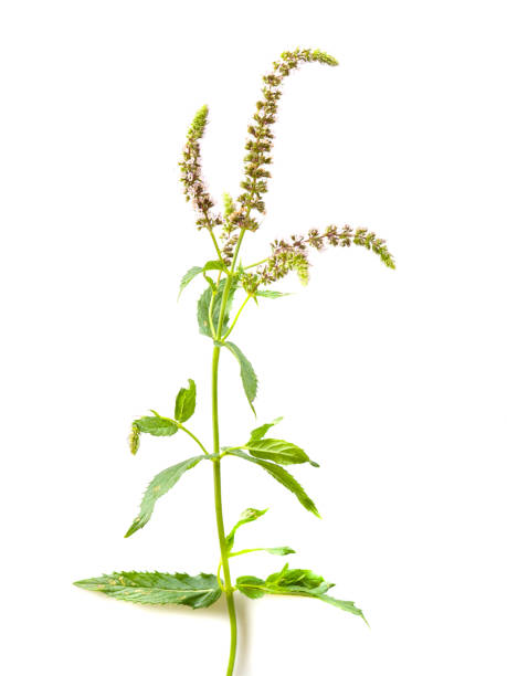 istock Close-up of blooming mint stem isolated on white background 1339468206