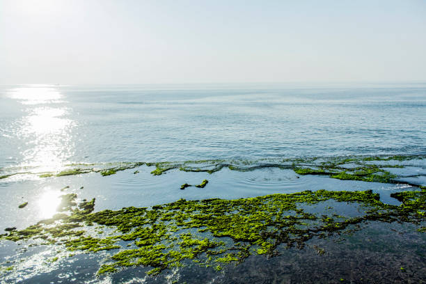 sonniger tag am jalandhar strand, diu - horizontal landscape coastline gujarat stock-fotos und bilder