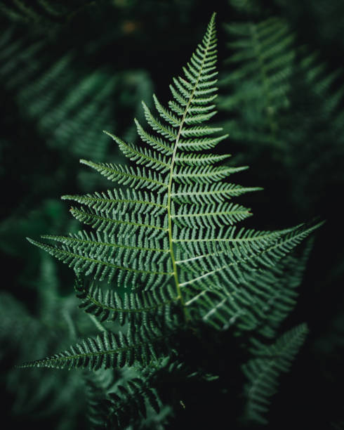 istock Plant in russian mountains 1339470307