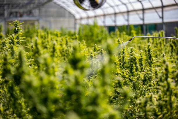 opryskiwacz upraw w szklarni cannabis farm - water weed zdjęcia i obrazy z banku zdjęć