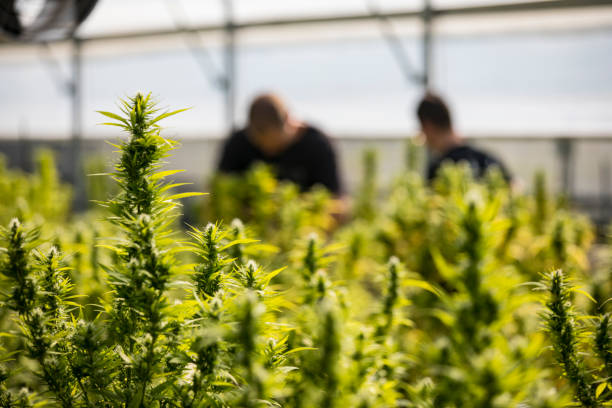 農場での大麻の商業的成長 - 大麻 ストックフォトと画像