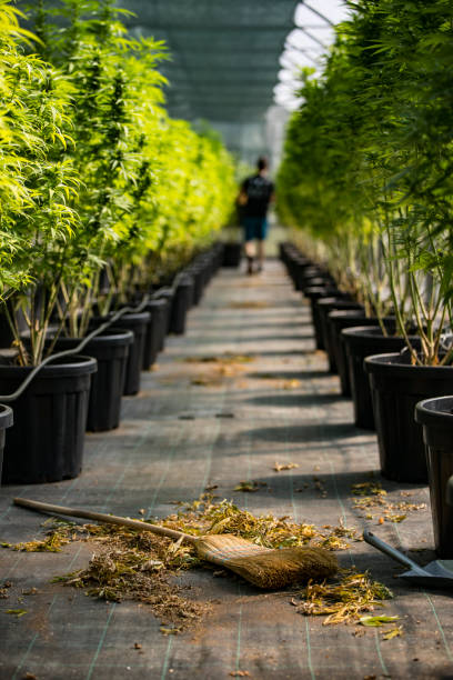 Cleaning in Cannabis Farm Greenhouse stock photo
