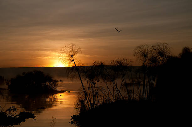 istock Sunrise on Lake Naivasha 133947114