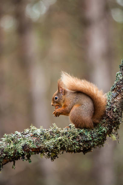 istock Red Squirrel eating nuts while perched on a branch in the Cairngorms, Scotland 1339472020