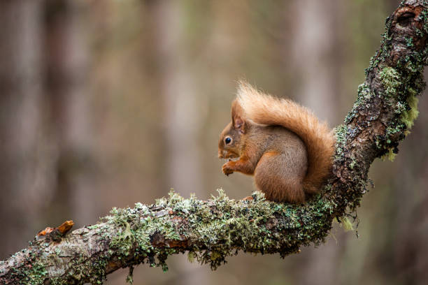 istock Red Squirrel eating nuts while perched on a branch in the Cairngorms, Scotland 1339472039